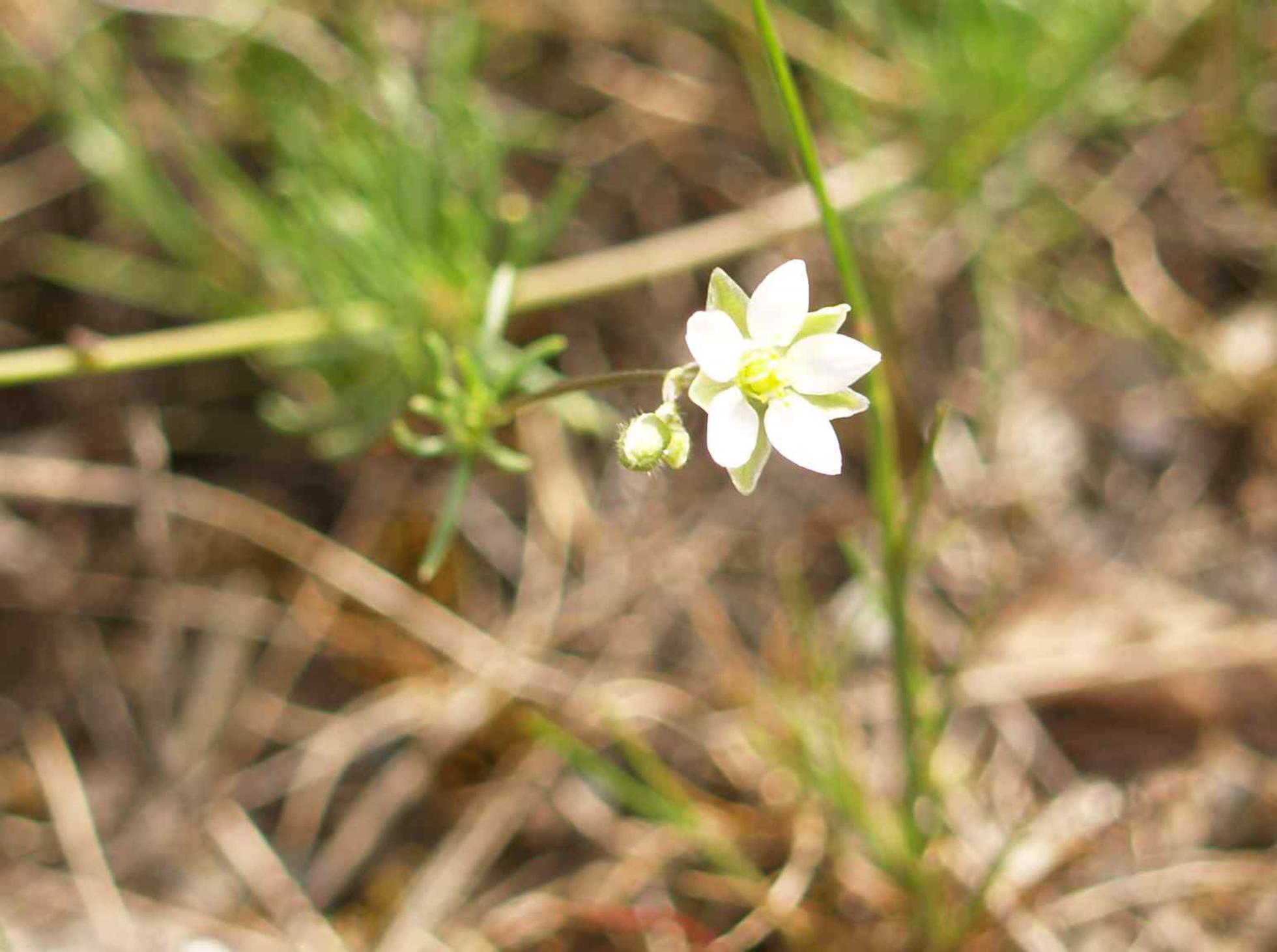 Spurrey, Field flower